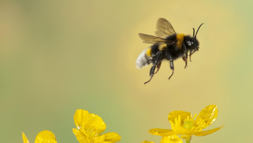 Bumble Bee, Bombus Hortorum, in flight, free flying over yellow buttercup flowers, high speed photographic technique, longest tongue of UK bees