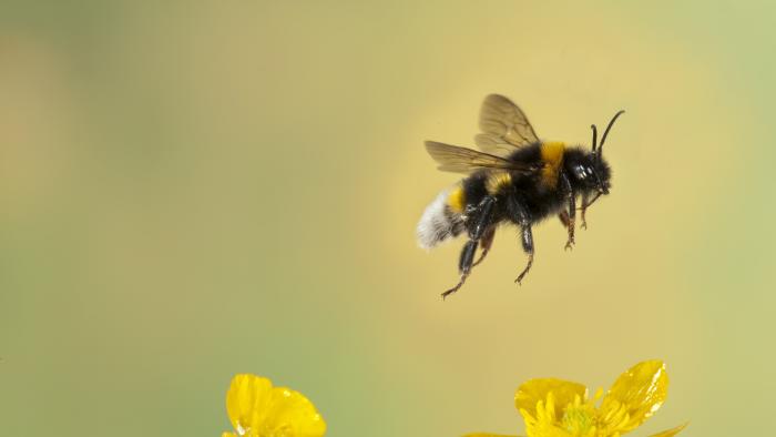 Bumble Bee, Bombus Hortorum, in flight, free flying over yellow buttercup flowers, high speed photographic technique, longest tongue of UK bees